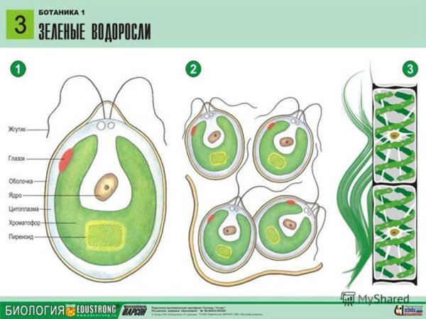 Строение многоклеточных зеленых водорослей