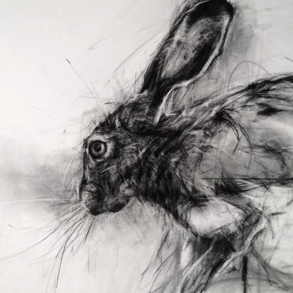 Кролик Графика