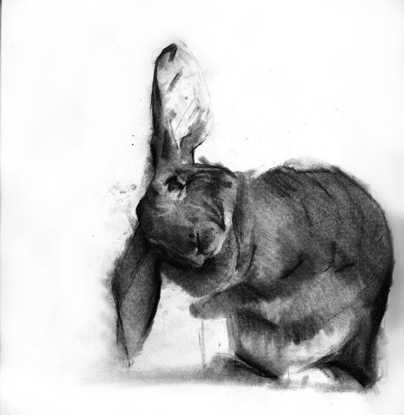 Зарисовки животных углем