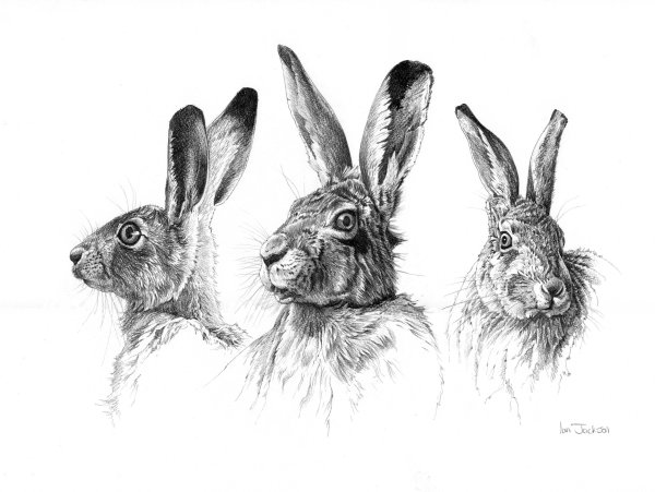 Заяц набросок