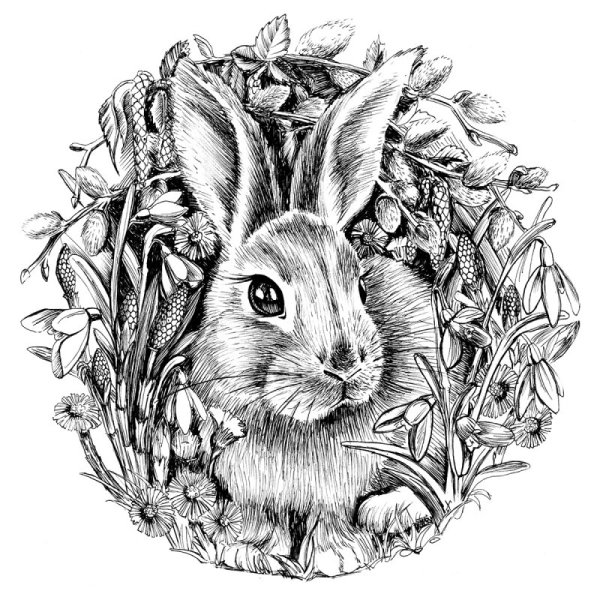 Кролик рисунок