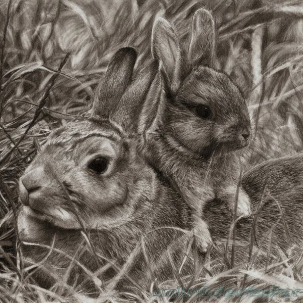 Графика карандашом