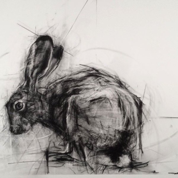 Зарисовки животных углем