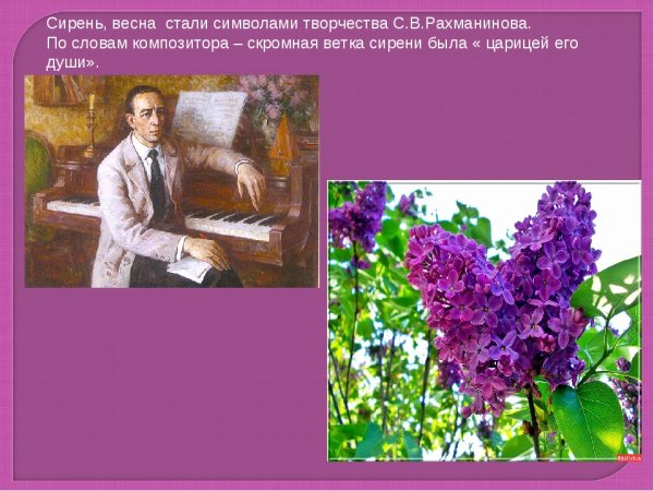 Роман сирень Рахманина