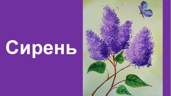 Рисунок к романсу сирень