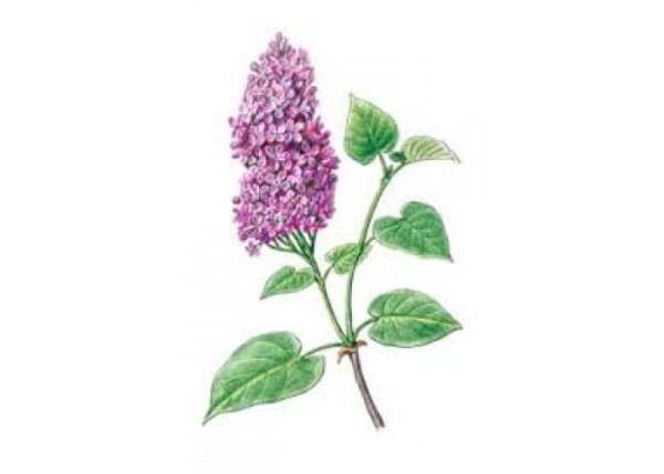 Нарисовать сирень Рахманинова