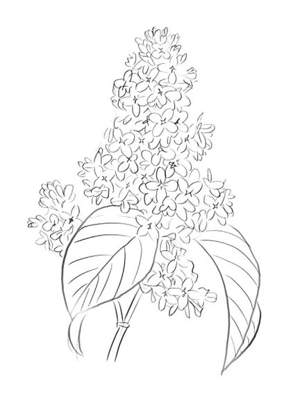 Сирень раскраска для детей