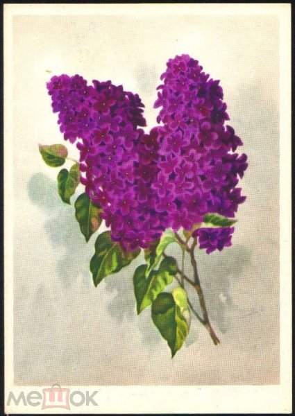 Веточка сирени для рисования