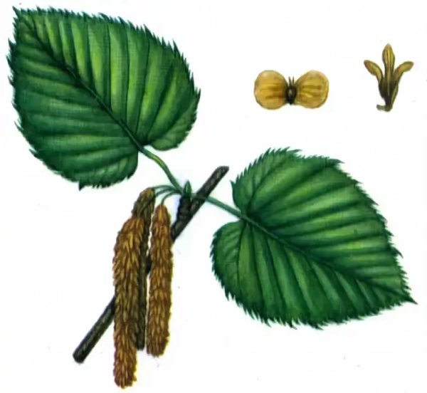 Плоды березы