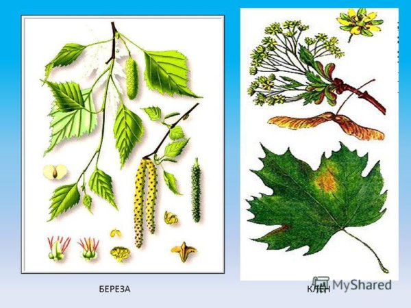 Плоды березы