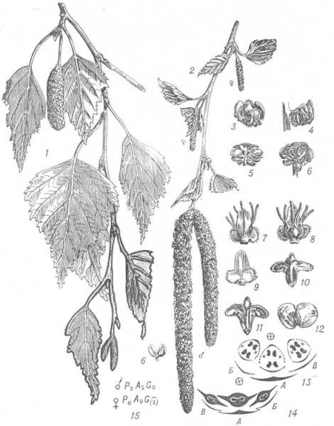 Берёза бородавчатая (Betula verrucosa)