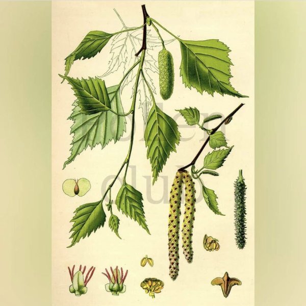 Береза повислая семена