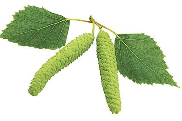 Плоды клена плоды березы