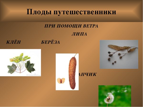 Диаграмма цветков березы повислой