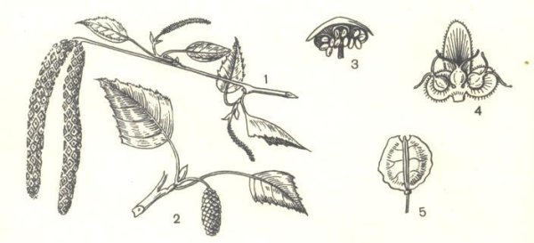 Betula dahurica плоды