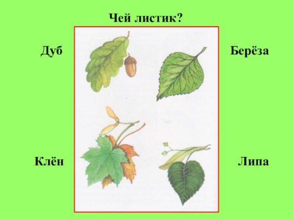 Ветки береза