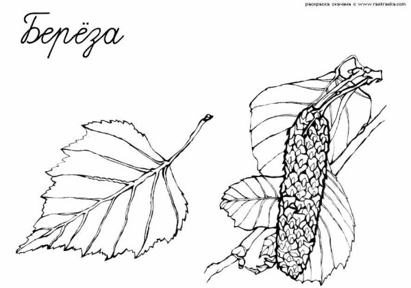 Береза бородавчатая плод