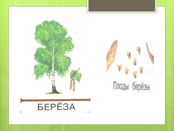 Плоды и семена древесных и кустарниковых пород