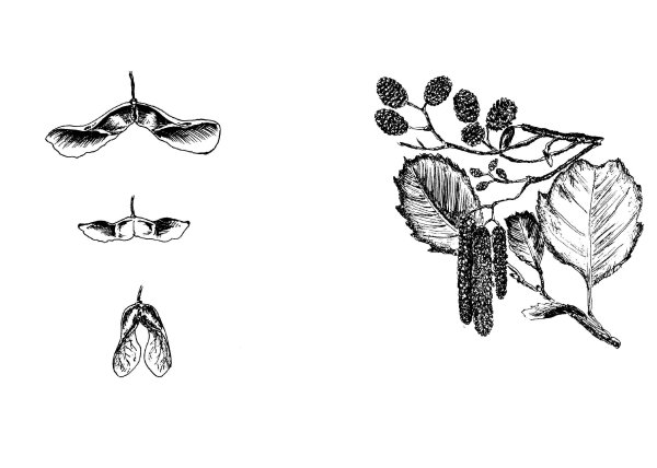 Плоды ясеня плоды клена плоды липы