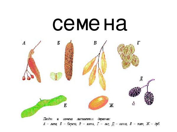Береза повислая семена