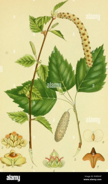 Листья деревьев с плодами Тополь