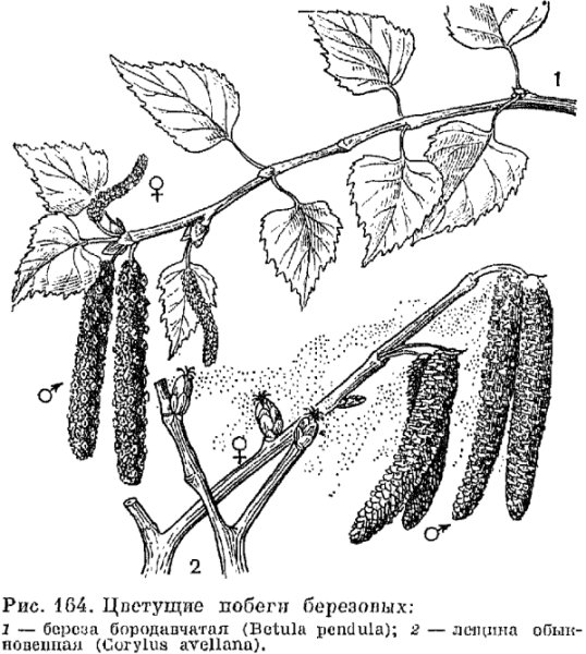 Листья и плоды березы