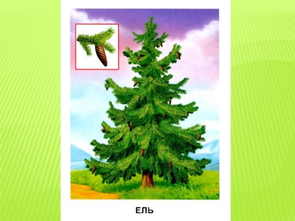 Дерево ель для детей