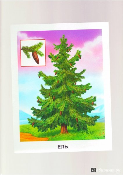 Карточки деревья для детей