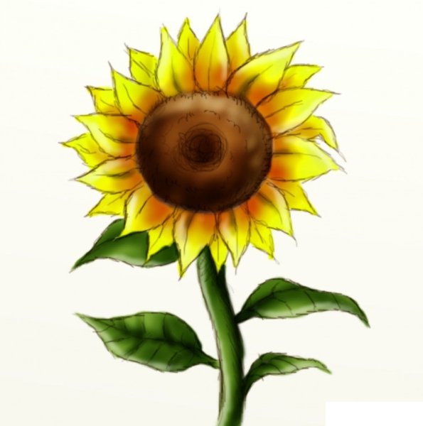 Подсолнух для детей