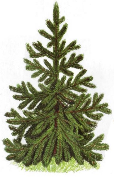 Ель для детей