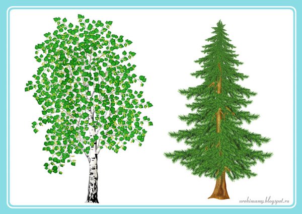 Лиственные деревья для детей