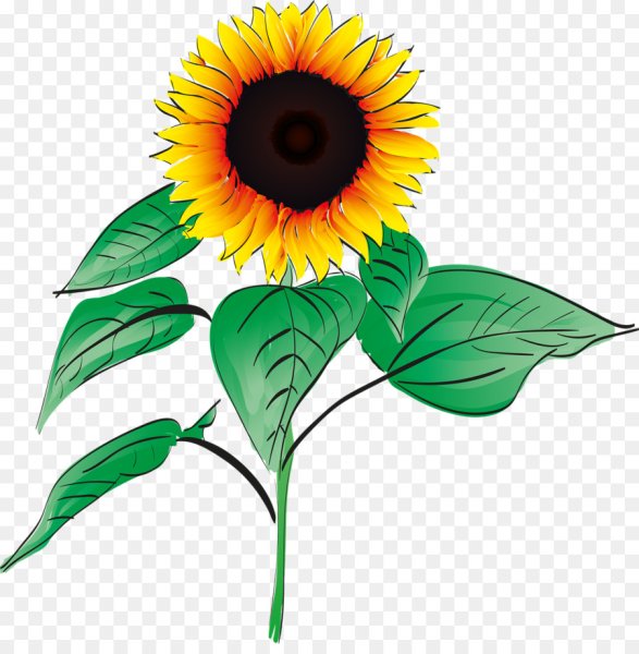 Подсолнух рисунок