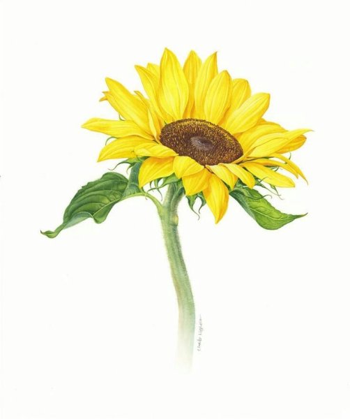 Botanical illustration подсолнух
