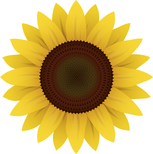 Подсолнух вектор