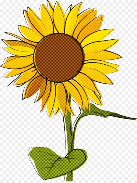 Подсолнух рисунок