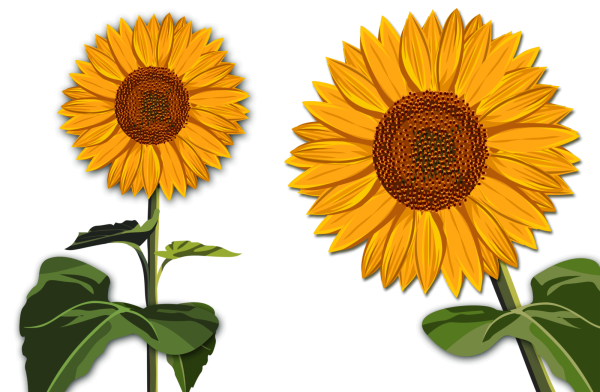 Подсолнух для детей