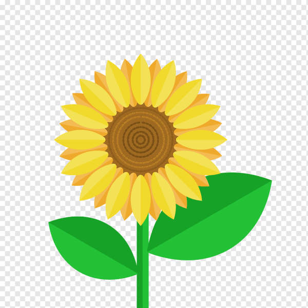 Подсолнухи картинки