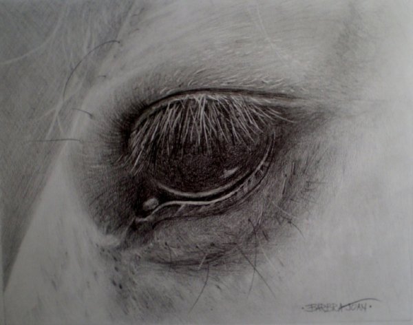Глаз лошади карандашом
