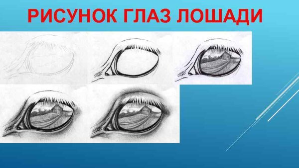 Нарисовать глаз лошади