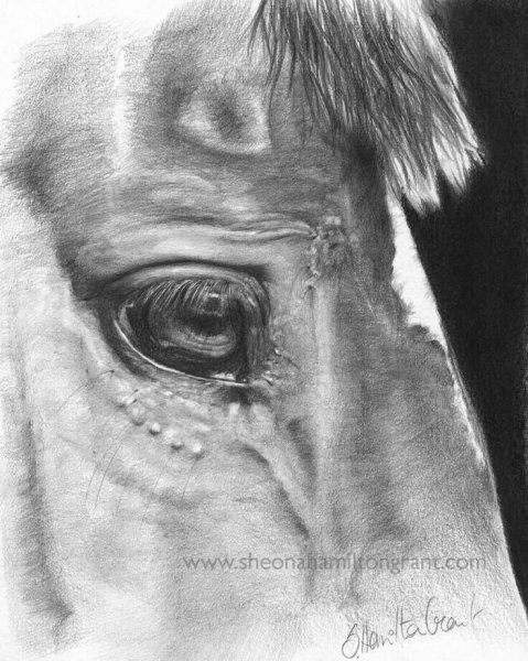 Глаза животных карандашом