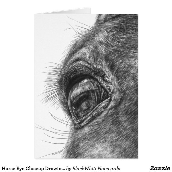 Глаз лошади карандашом