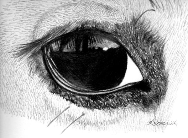 Голова лошади карандашом