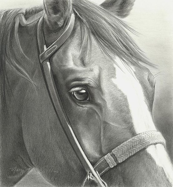 Глаз лошади рисунок