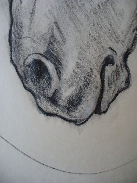 Глаз лошади карандашом
