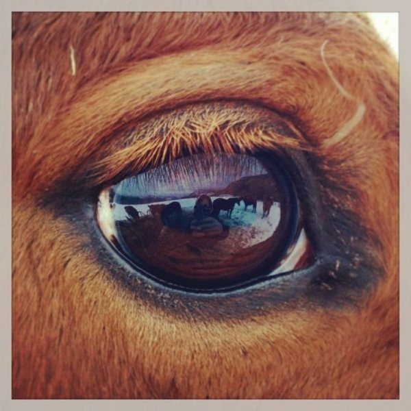 Анатомия головы лошади