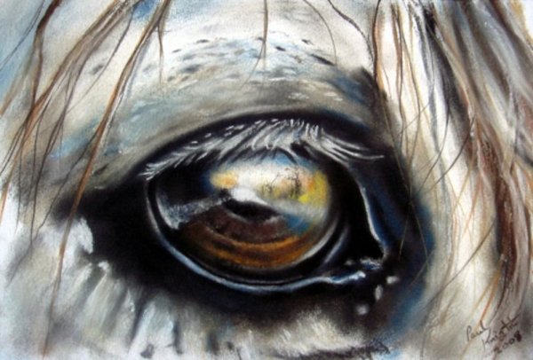 Зарисовки глаз лошадки