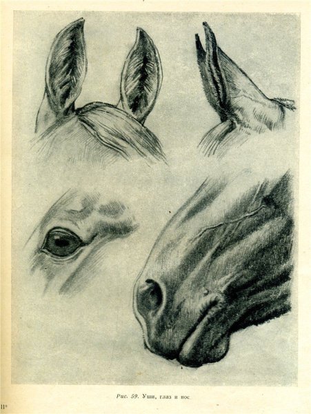 Конь гиперреализм