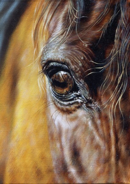 Глаз лошади красками