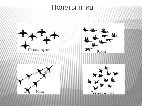 Виды перелетов птиц
