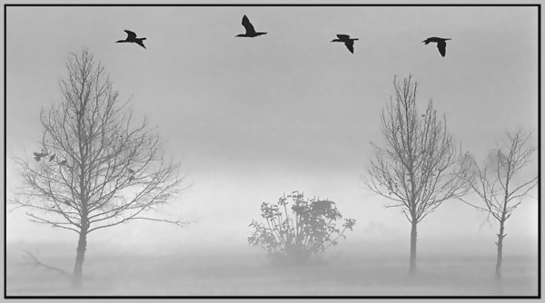 Птицы улетают грусть